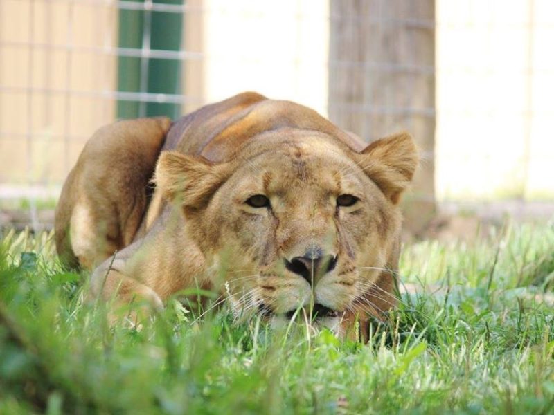 Africa is a Lioness at BPAS.