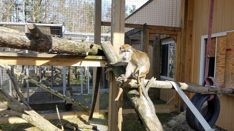 Joe, the long-tailed macaque, explores his shelter at BPAS.