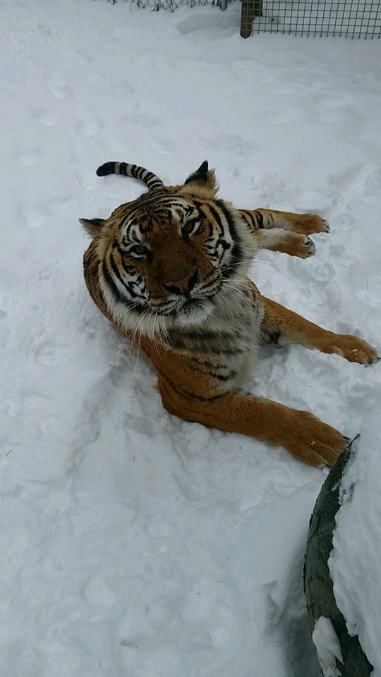 Nefertiti the tiger plays in the northeast Indiana snow.