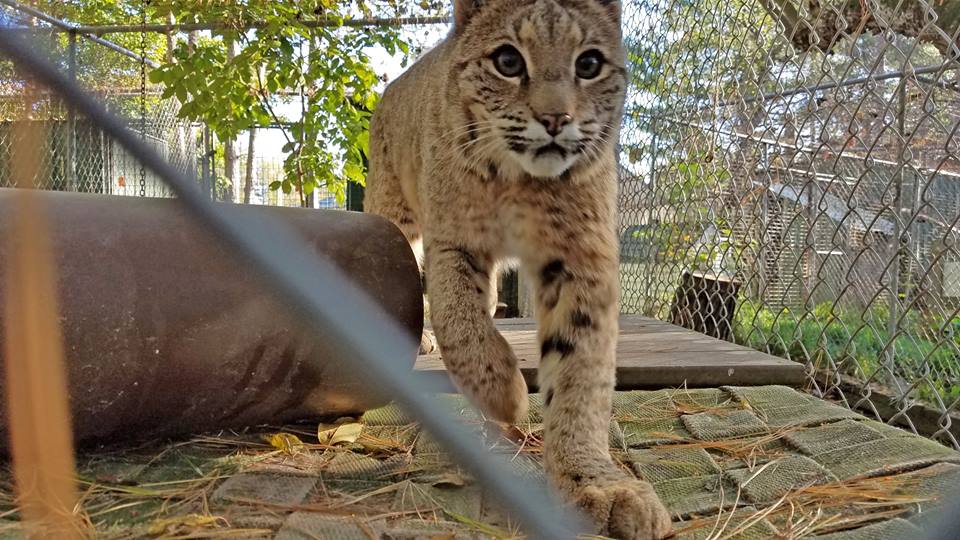 Walter the bobcat takes shelter at BPAS.