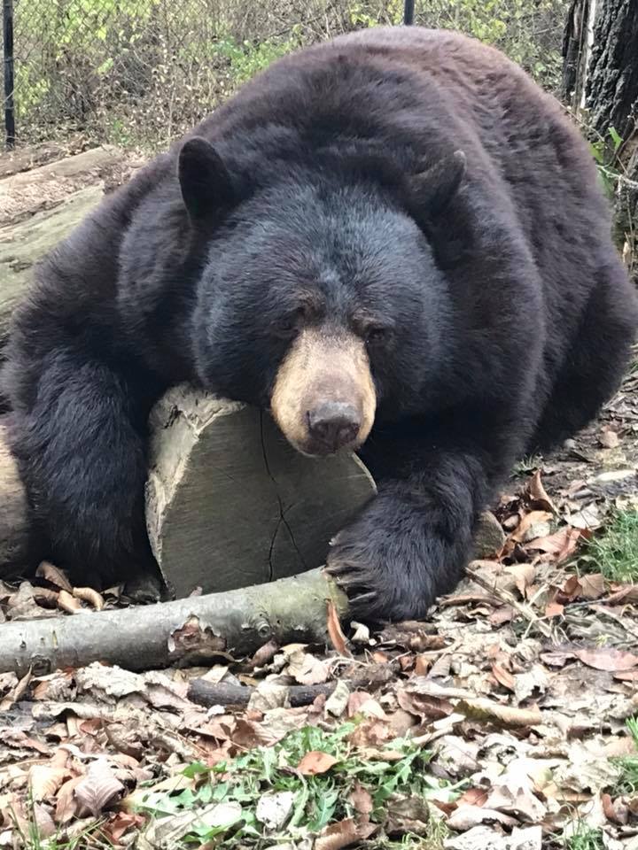 Taz the black bear lounges in his habitat.