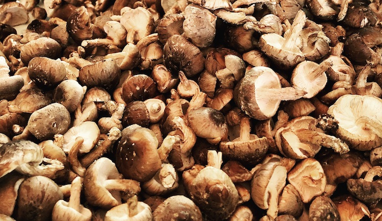 Shiitake mushrooms grown by Windrose Urban Farms.