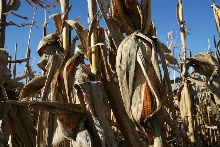 Climate change is likely to alter weather patterns in a way that will cut corn yields.